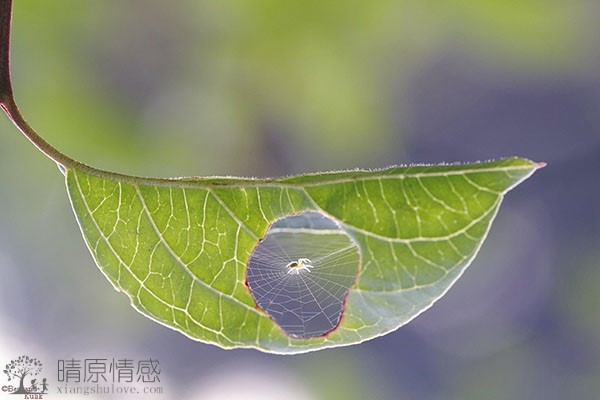在婚姻中保持诚实，与老婆坦诚沟通，共同面对生活中的困难与挑战