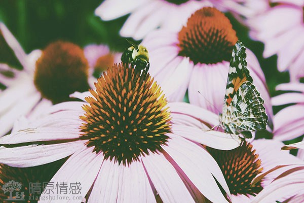男友脚踏两只船，如何保护自己的感情？