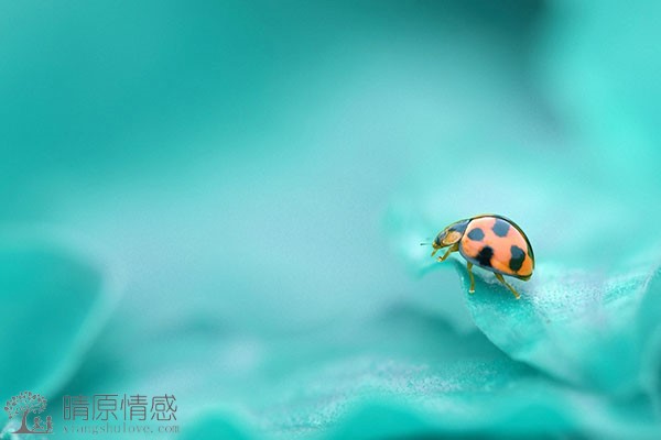 如何解决恋爱期间的心理问题，保持健康的情感状态？