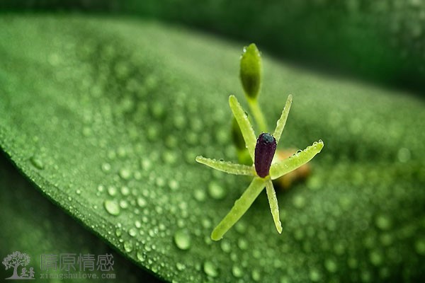 遭受家人的反对而分手，如何做家人的工作，为复合铺平道路？