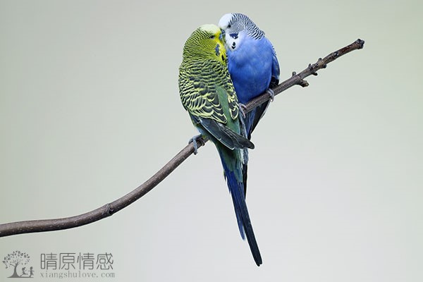 当发现伴侣有婚外情时，如何处理这种情感问题？