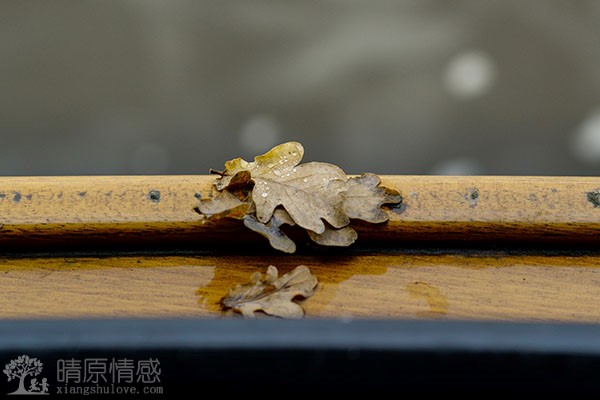 不要做金丝雀，独立自主的女性更有魅力