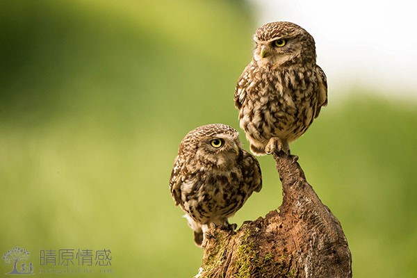 男友的前女友一直试图挽回，这让我很抓狂，我该怎么办？