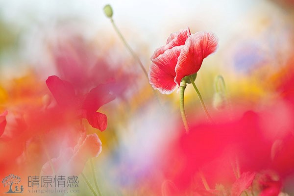 重庆出轨学生母亲的男班主任否认婚外情指控，家庭纠纷引发社会关注