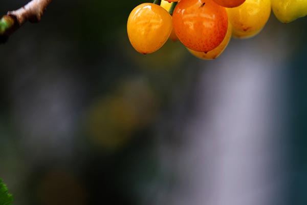 暗恋你之后，一点都不矜持了